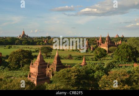 Campo pagoda, templi, Zedi, Old Bagan, pagano, birmania, myanmar, Asia sud-orientale, Asia Foto Stock