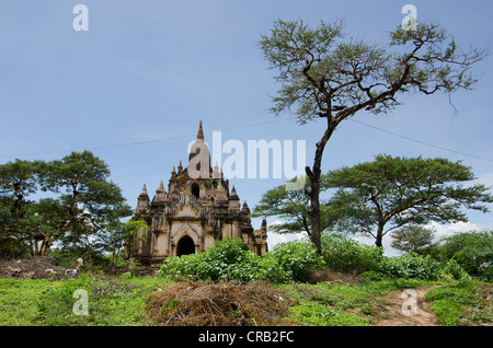 Albero e vecchia pagoda buddista, campo pagoda, tempio, Zedi, Bagan, pagano, Nyaung U, Shwezigon Pagoda, birmania, myanmar Foto Stock