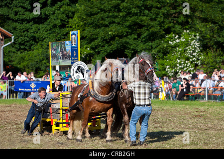 Concorso ippico, carrello cavalli avelignesi e allevatori di cavalli, Rosstag festival, Bad Koetzting, Foresta Bavarese, in Baviera Foto Stock