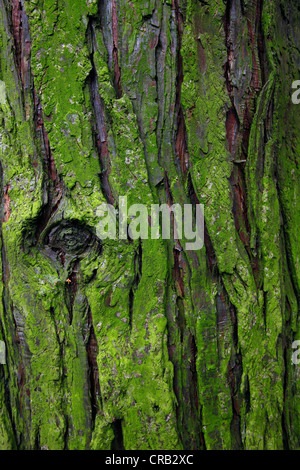 Moss sulla corteccia di albero, sfondo Foto Stock