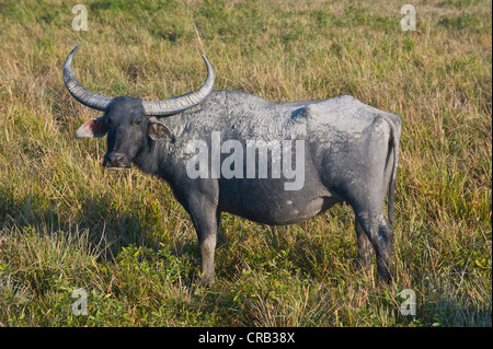 Bufalo d'acqua (Bubalus arnee) nel Patrimonio naturale UNESCO sito del Parco Nazionale di Kaziranga, Assam, nord-est dell India Foto Stock