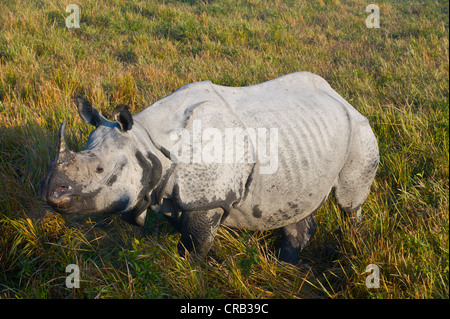 Il rinoceronte indiano (Rhinoceros unicornis) nel Patrimonio naturale UNESCO sito del Parco Nazionale di Kaziranga, Assam Foto Stock