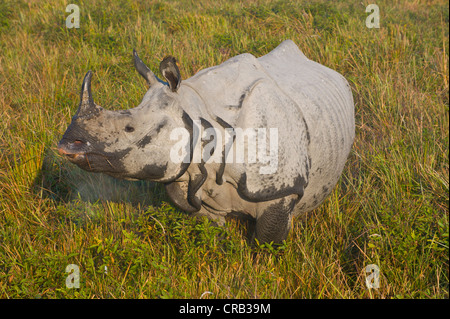 Il rinoceronte indiano (Rhinoceros unicornis) nel Patrimonio naturale UNESCO sito del Parco Nazionale di Kaziranga, Assam Foto Stock