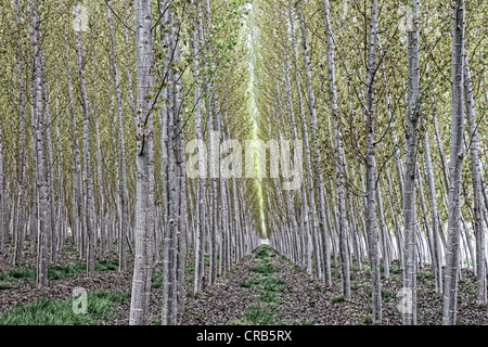 Andalucia,Spagna, piantagione di alberi di pioppo vicino a Santa Fe, Granada Foto Stock