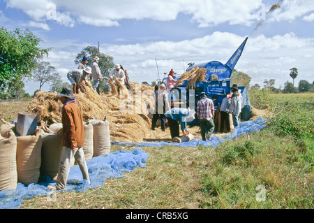 Raccolto di riso lavoratori shock di carico in thrasher, Thailandia Foto Stock