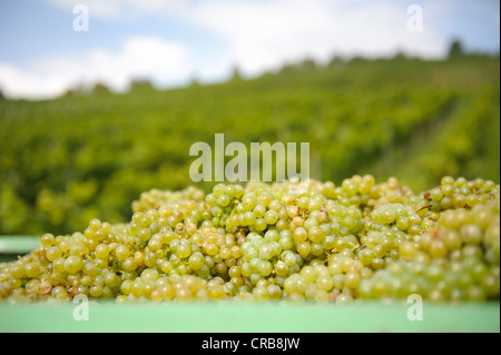 Raccolte uve Riesling nei vigneti vicino Stuttgart-Uhlbach, sotto Rotenberg Grave Cappella, Uhlbach, Baden-Wuerttemberg Foto Stock