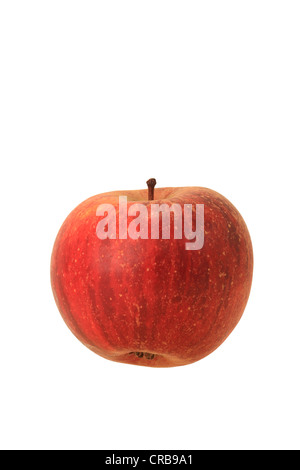 Apple (malus domestica), Rosso Cox Orange varietà Foto Stock