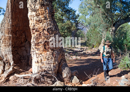 Escursionismo passato un fiume gomma rossa sul Arkaba a piedi in Sud Australia Flinders Ranges Foto Stock