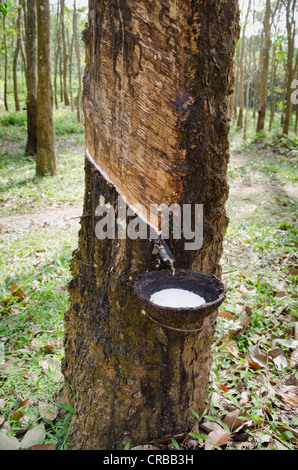 Gomma di gocciolamento di sap da una gomma filettati albero in una ciotola, Ko Jum o Koh Pu isola, Krabi, Thailandia, Sud-est asiatico Foto Stock