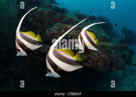 Pennant Coralfish, Longfin Bannerfish o cocchiere (Heniochus acuminatus), Maldive, Oceano Indiano Foto Stock