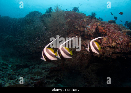 Pennant Coralfish, Longfin Bannerfish o cocchiere (Heniochus acuminatus), Maldive, Oceano Indiano Foto Stock