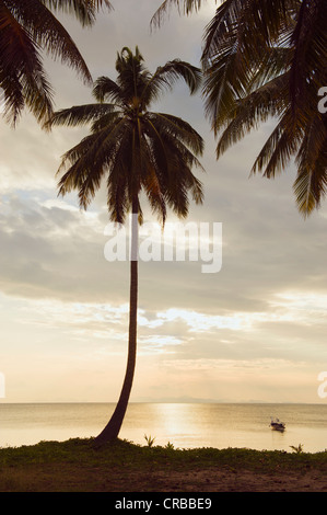 Palm Tree, tramonto, Golden Pearl Beach, Ko Jum o Koh Pu isola, Krabi, Thailandia, Sud-est asiatico Foto Stock