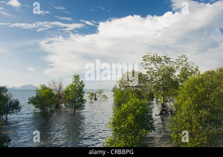 Costa di mangrovie, Ban Tha Tondo, Isola Koh Yao Noi, Phang Nga, Thailandia, Sud-est asiatico, in Asia Foto Stock