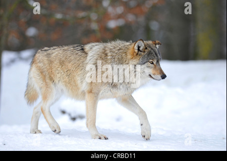 Valle di Mackenzie Wolf, Timberwolf canadese (Canis lupus occidentalis) nella neve, Parco Nazionale della Foresta Bavarese Foto Stock