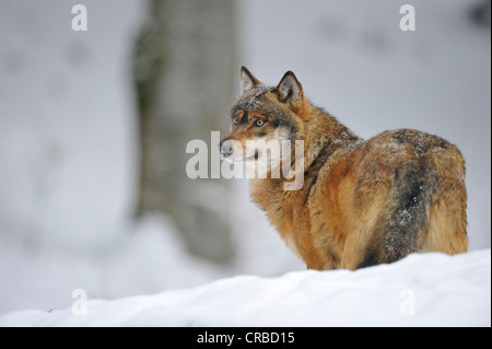 Valle di Mackenzie Wolf, Timberwolf canadese (Canis lupus occidentalis) nella neve, Parco Nazionale della Foresta Bavarese Foto Stock