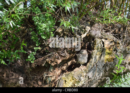 Civetta (Athene noctua) due pulcini al nido entrata a molla Foto Stock