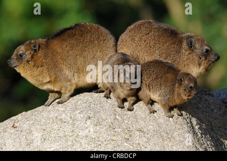 Rock Hyrax (Procavia capensis), animale famiglia, due giovani e due animali adulti Stuttgarter Zoo, Stoccarda Foto Stock