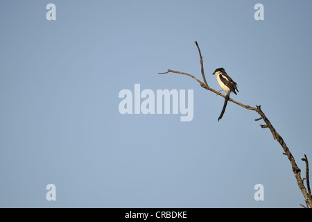 Southern fiscale - fiscale comune (shrike Lanius collaris) appollaiato su un ramo di morti Foto Stock