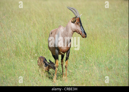 Topi (Damaliscus lunatus topi) nuovo vitello nato cercando di alzarsi Masai Mara game reserve Kenya - Africa orientale Foto Stock