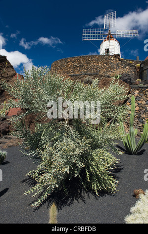 Mulino a vento, Jardin de Cactus, un giardino di cactus costruito dall'artista Cesar Manrique, Guatiza, Lanzarote, Isole Canarie, Spagna Foto Stock