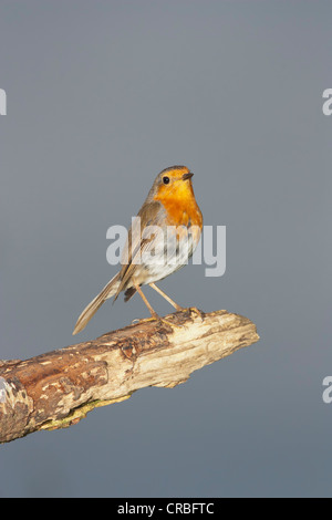Unione Robin (Erithacus rubecula), appollaiate, sud-est dell'Inghilterra, Regno Unito, Europa Foto Stock