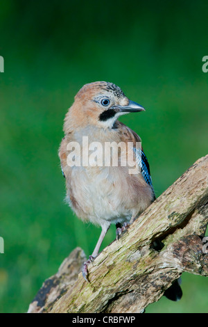 Eurasian jay (Garrulus glandarius), i capretti si appollaia, sud-est dell'Inghilterra, Regno Unito, Europa Foto Stock