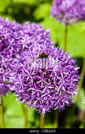 Un bombo su un fiore alium testa. Foto Stock