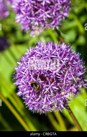 Un Ape su un fiore alium testa. Foto Stock