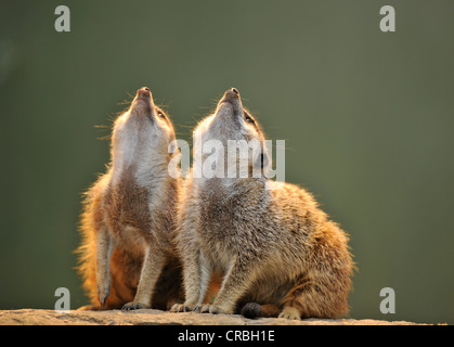 Meerkats (Suricata suricatta) guardando in alto Foto Stock