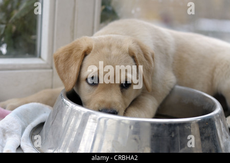 Blonde Labrador Retriever cucciolo semi-giacenti in un recipiente di acqua Foto Stock