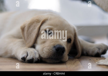 Blonde Labrador Retriever cucciolo esausto sdraiato sul pavimento Foto Stock