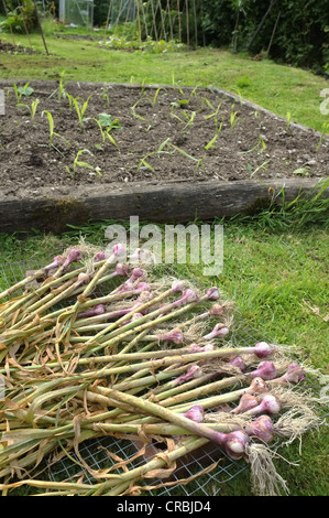 Appena scavato bulbi di aglio su un rack di asciugatura, letto vegetale in background Foto Stock