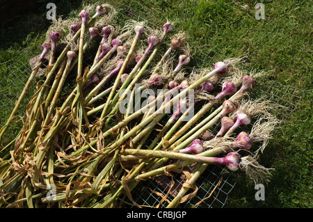 Appena scavato bulbi di aglio essiccazione su un rack Foto Stock