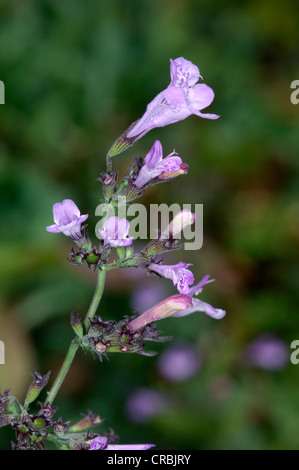 Il legno di nepitella menthifolium Clinopodium Foto Stock