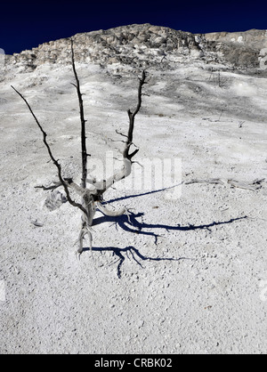 Mound e molla di Giove terrazza, terrazza principale, calcare agglomerato a terrazze, geyser, hot springs, Terrazzi Mammoth Hot Springs in Foto Stock