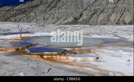 Nuova molla blu, calcare agglomerato a terrazze, geyser, molle calde, gli alberi morti, a Mount Everts, Terrazzi Mammoth Hot Springs Foto Stock