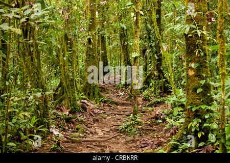 Moss alberi coperti su un sentiero in Volcán Tenorio National Park, Costa Rica, America Centrale Foto Stock