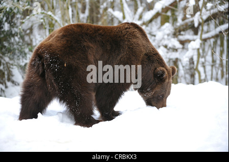 L'orso bruno (Ursus arctos) è alla ricerca di cibo nella neve Foto Stock