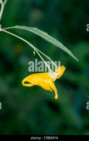 ORANGE Balsamina Impatiens capensis (Balsaminaceae) Foto Stock