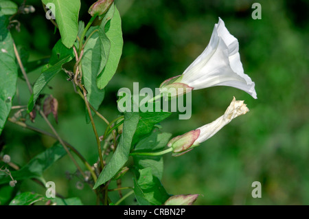 HEDGE CENTINODIA Calystegia sepium (Convolvulaceae) Foto Stock