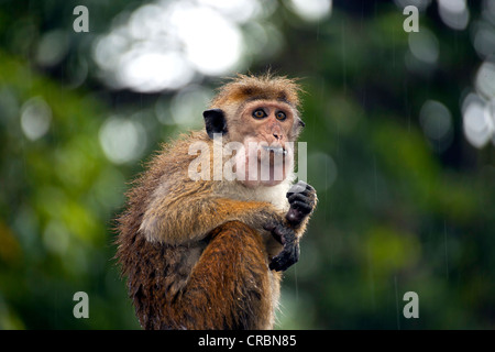 Toque macaque (Macaca sinica) mangiare sotto la pioggia, Kandy, Sri Lanka, Oceano Indiano Foto Stock