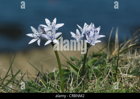 La molla SQUILL Scilla verna (Liliaceae) Foto Stock