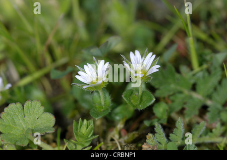 Piccolo Mouse-EAR Cerastium semidecandrum (Caryophyllaceae) Foto Stock