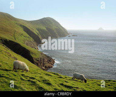 Pecore al pascolo sulla collina rurale Foto Stock