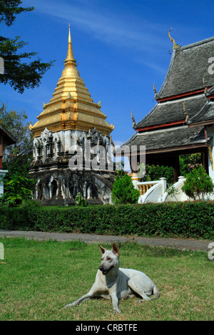 Temple Dog di fronte al Wat Chiang Man tempio, Chiang Mai, Thailandia, Asia Foto Stock