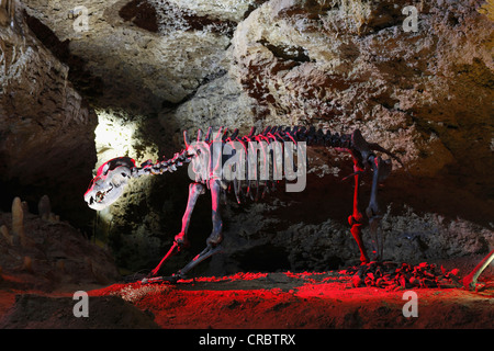 Orso delle Caverne (Ursus spelaeus), originale scheletro, Devil's Cave, Pottenstein, piccola Svizzera, Alta Franconia, Franconia Foto Stock