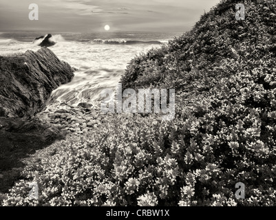 Fioritura di ginestre e onde. Harris Beach State Park, Oregon (Questa immagine è una illustrazione della foto ed è stato creato da cinque indotta Foto Stock