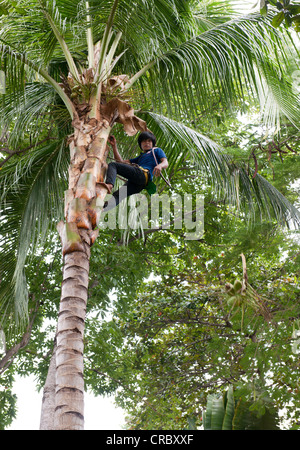 Lavoratore il taglio di foglie di palma, Koh Samet, Thailandia, Asia Foto Stock