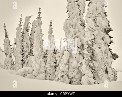 Neve pesante sugli alberi. Mt. Rainier National Park, Washington Foto Stock