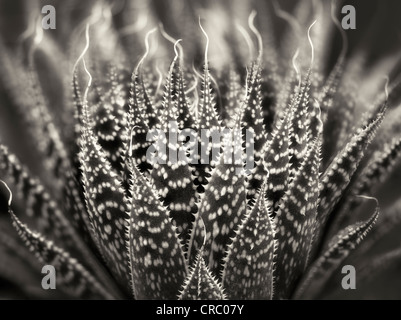 Close up Zebra/punti di perla impianto. Oregon Foto Stock